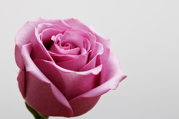 Rose flower isolated on white background. Close-up of a pink rose on a gray background