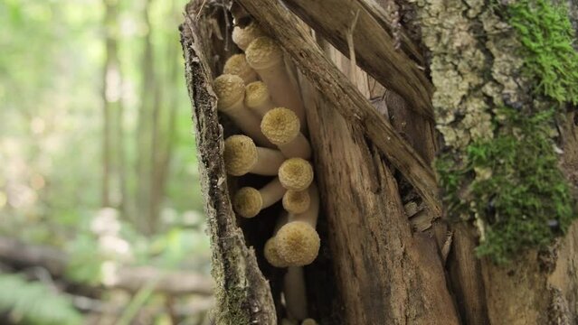 Honey mushrooms growing under bark on tree trunk in forest.