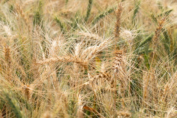 Wheat field. Ears of golden wheat close up. Beautiful Nature Sunset Landscape