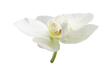 Naklejka na ściany i meble One beautiful orchid flower isolated on white