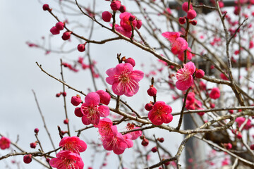 梅の花