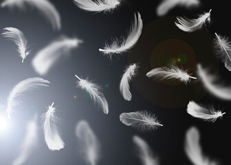 Fluffy bird feathers falling on dark background