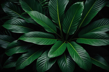 Foliage of tropical leaf in dark green texture, abstract pattern nature background