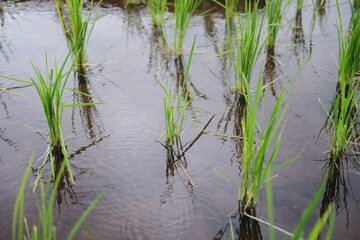 Landscape on terraced newly planted paddy rice fields on mountain with foggy in the countryside, Chiangmai Province of Thailand. Travel in greenery tropical rainy season concept