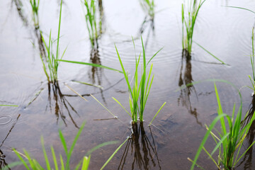 Landscape on terraced newly planted paddy rice fields on mountain with foggy in the countryside, Chiangmai Province of Thailand. Travel in greenery tropical rainy season concept