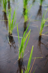 Landscape on terraced newly planted paddy rice fields on mountain with foggy in the countryside, Chiangmai Province of Thailand. Travel in greenery tropical rainy season concept