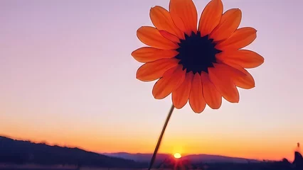 Foto auf Acrylglas Antireflex flower on sunset © ehtasham