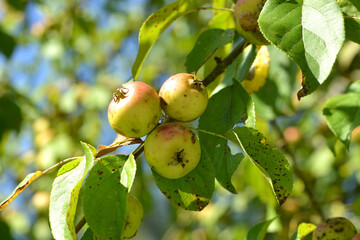 Holzapfel, Malus sylvestris