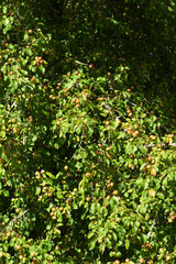 Fototapeta premium Holzapfel, Malus sylvestris