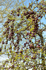 Äpfel,  Zierapfel, Wildapfel,  Malus Gorgeous