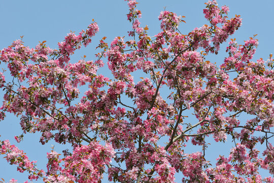 Geh&ouml;lzbl&uuml;te, Zierapfel, Wildapfel, Malus spp.