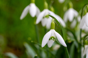 Galanthus is a genus of plants belonging to the Amaryllidaceae family.