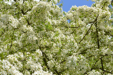Äpfel,  Zierapfel, Wildapfel,  Malus Hillieri
