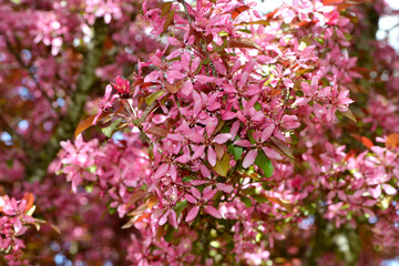 Äpfel,  Zierapfel, Wildapfel, Malus Profusion in Blüte