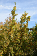 Zierapfel, Wildapfel,  Malus, Golden Hornet