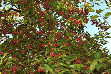Zierapfel, Wildapfel,  Malus Red Sentinel