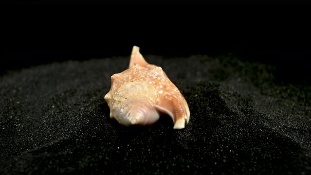 Strombidae Seashell on a black sand 4K