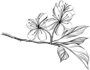 Wild flower isolated on white background. Black and white engraved ink art illustration.