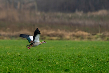 eine Flugente fliegt über einer grünen Wiese