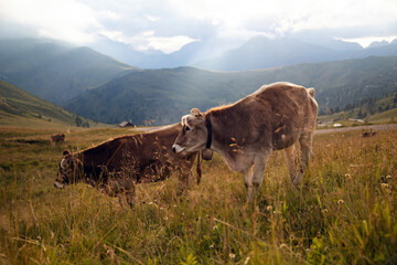 Cows in the Dolomite grazing on beautiful green meadow. Scenery from Passo Rolle.