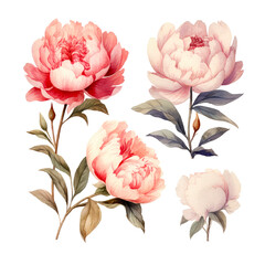 Watercolor flowers of  Peony flower isolated on white background.