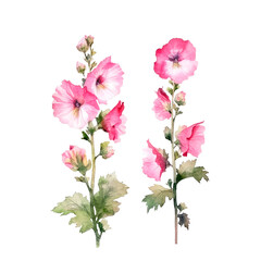 Pink Hollyhock isolated