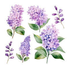 Watercolor flowers of Lilac flower isolated on white background.