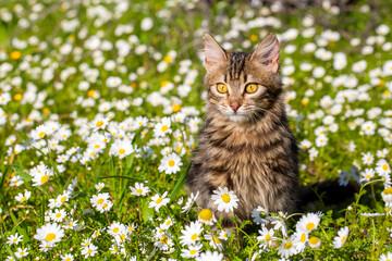 Naklejka na ściany i meble Longhair Norwegian forest cat kitten surrounded by daisies in spring.