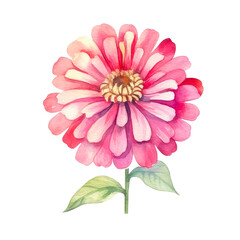 Watercolor flowers of  Gerbera flower isolated on white background.
