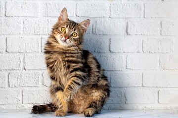 The long-haired tabby Norwegian forest cat kitten looks cute.