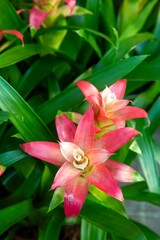 Blossom of Guzmania Bromelia. Sale. Pot plants, indoor plants, tropical plants.