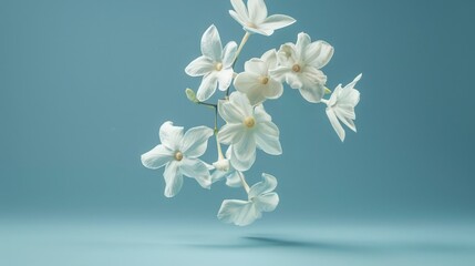 Jasmine bloom. A beautifull white flower of Jasmine falling in the air isolated on blue background. Levitation or zero gravity concept. High resolution image. - obrazy, fototapety, plakaty