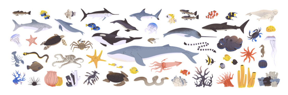 Underwater animals set. Different undersea fishes, algaes. Sea wildlife. Ocean fauna, water nature. Shark, killer whale, octopus, dolphin. Flat isolated vector illustrations on white background
