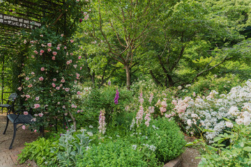 Fototapeta premium 【滝ノ入ローズガーデン】満開の花／日本埼玉県・6月