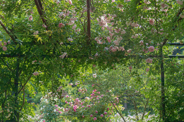 Obraz premium 【滝ノ入ローズガーデン】バラのパーゴラ／日本埼玉県・6月