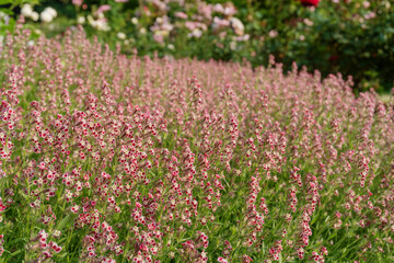 マンテマ（Silene gallica）の群生【滝ノ入ローズガーデン】日本埼玉県・6月