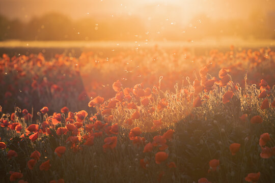 Beautiful field of red poppies in the sunset light.