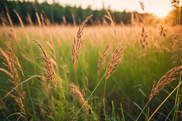 Fototapeta premium Wild grass in the forest at sunset. Macro image, shallow depth of field. Abstract summer nature background. Vintage filter