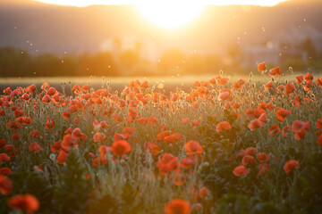 Beautiful field of red poppies in the sunset light.