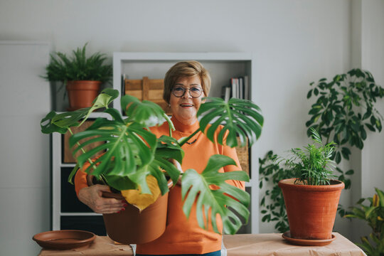 Smiling elderly woman carrying monstera plant under arm at home