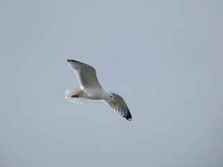 Seagull in flight