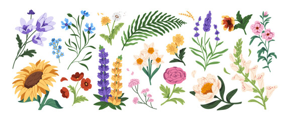 Wildflowers set. Different meadow plants with buds, leaves. Wild flowers: cornflower, daffodil, lupine, peony. Field nature. Botanical decoration. Flat isolated vector illustration on white background - obrazy, fototapety, plakaty