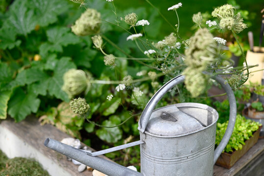 Zinc watering can kept in homegrown vegetable garden