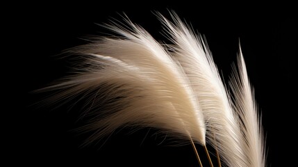 A reed on a black background.Fluffy pampas grass. Background of reed panicles.Abstract texture. A place for the text.