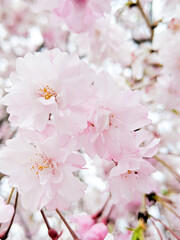 Beautiful cherry blossoms approaching in close-up