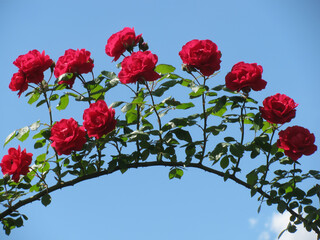 Red roses against blue sky