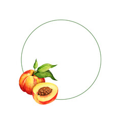 watercolor round frame with illustration of summer fruit, peach or apricot, nectarine on a branches with green leaves and slices of peach, sketch of sweet food isolated on white background