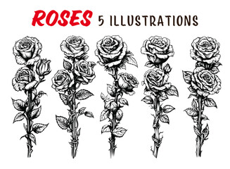 Collection of drawn Roses. Sketch illustration.