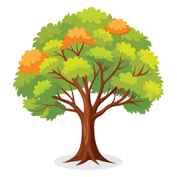  Beech tree Isolated flat vector illustration