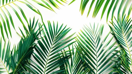 Palm leaves isolated on white background. Tropical palm leaves top view or flat lay. 